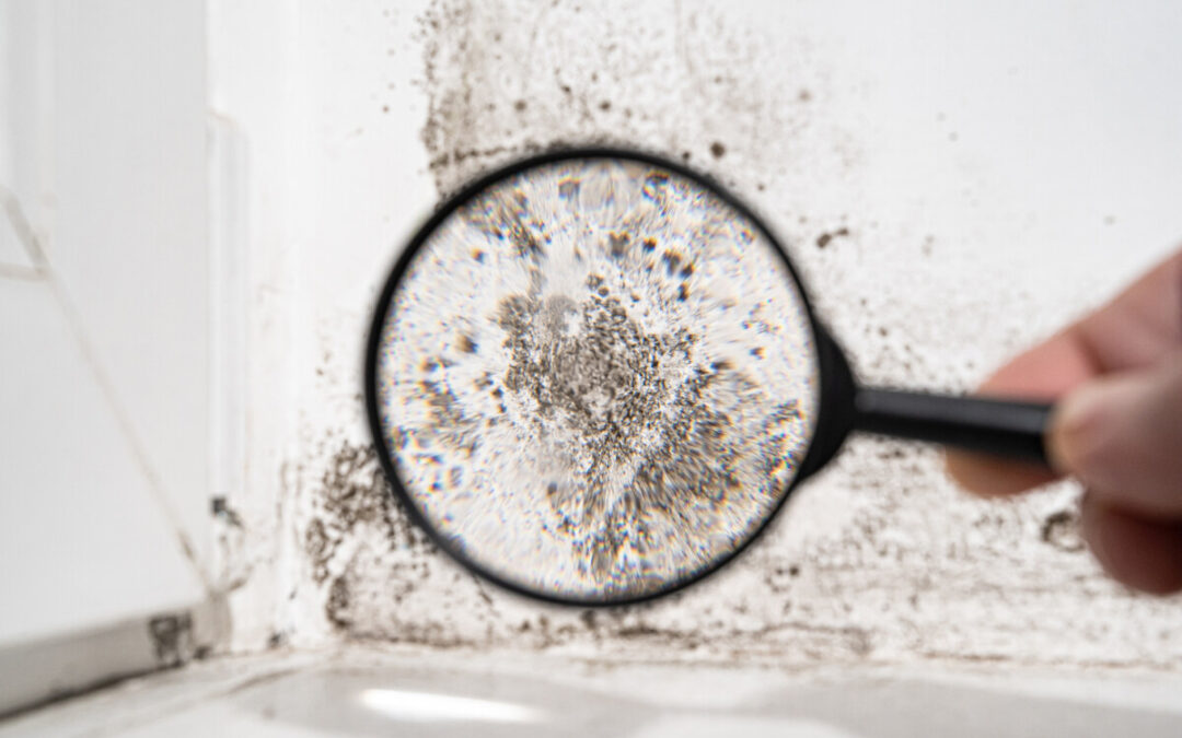 How to get rid of mould in your bathroom in 3 quick and easy steps